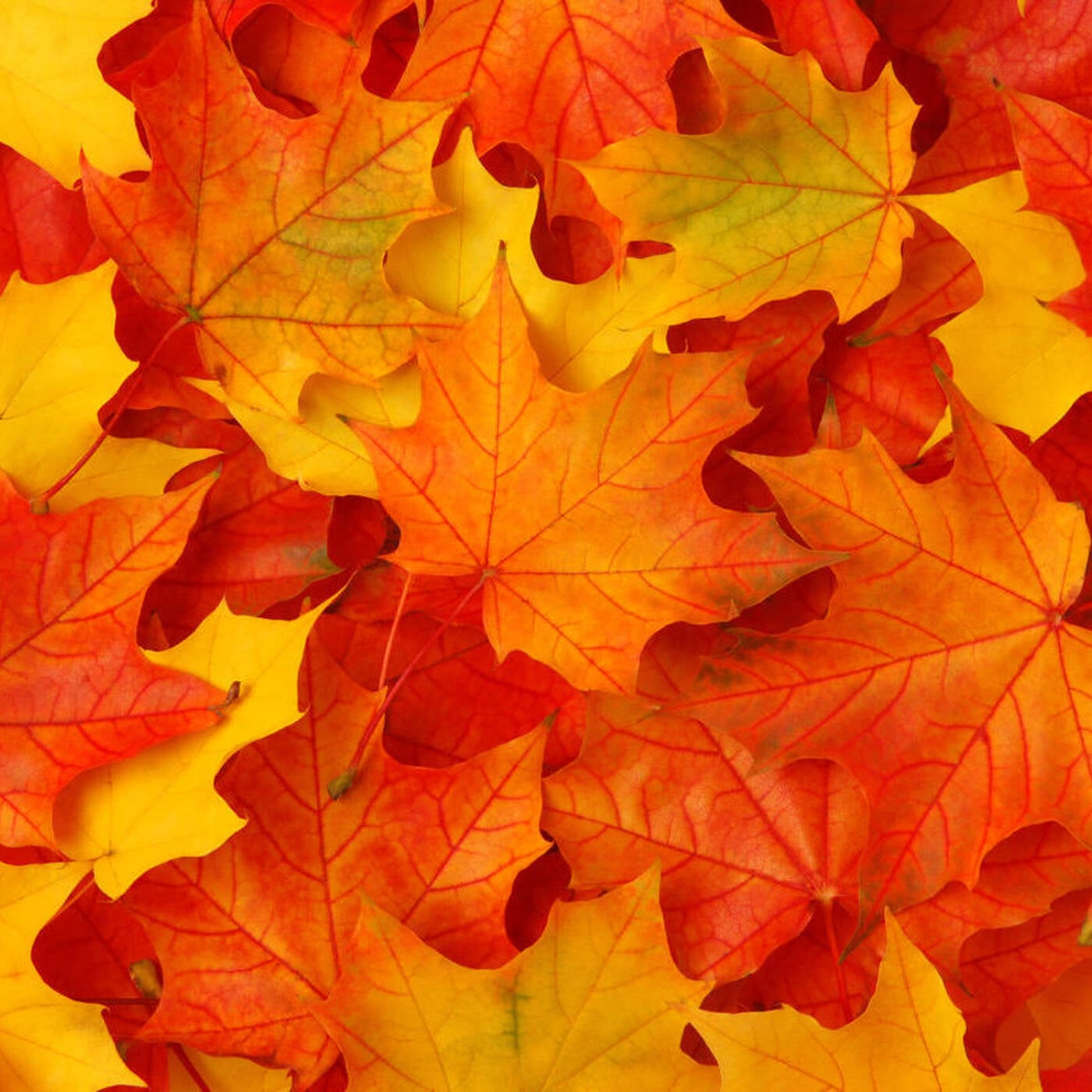 Jeff Gees\' Spice and More