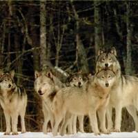 DeaneTR & VibeTribe Healing & 365Breaks - Carol Weston - Together on the Hill by Warriorpoets