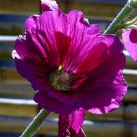 Élégiette by Gérard Delassus