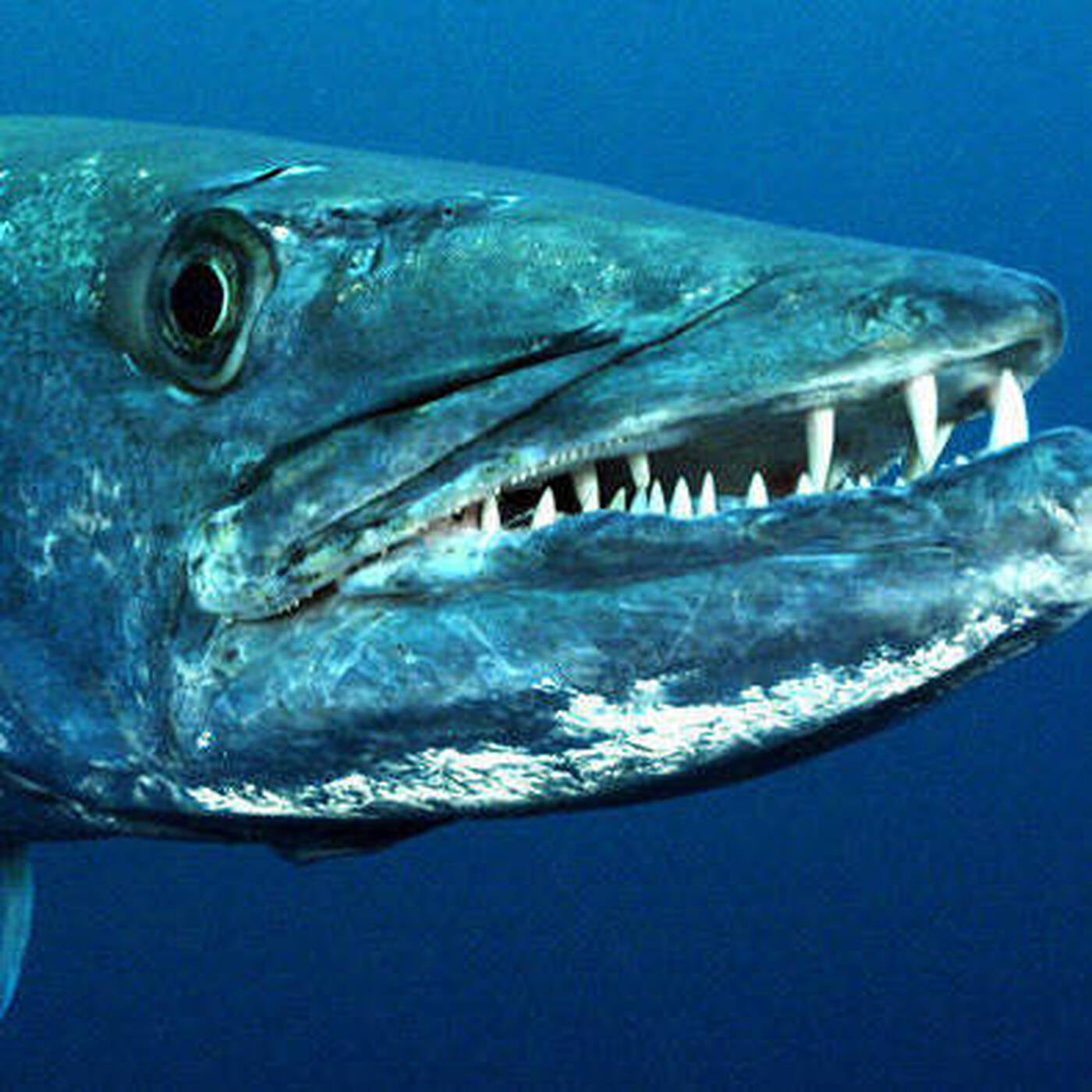 Barracuda episode artwork