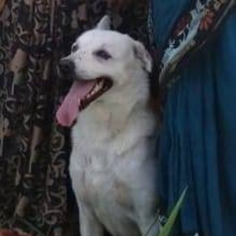 Pandu Gadu Pandu Gadu