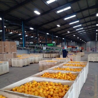 Ndumiso Danisa Majola