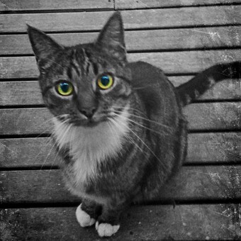 Lincoln J. K. Webber