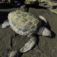 Ay Palas 05.01.2026 @ ApAcik Radyo by Ay Palas