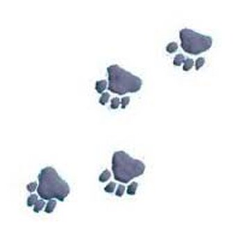 Natascha Natti Verkooyen