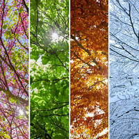 The Four Seasons