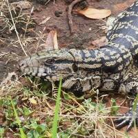 vamos by Hans Krauß