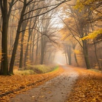 On My Way Home by Rudolf Steiners Project