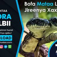 RNH 756, October 16, 2022 Soora Qalbii by NHStudio