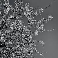 The Barbed Wire Dec 2025