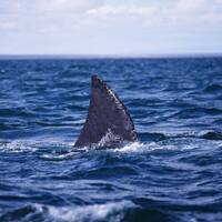 Streaming 24-3-2023 Melodic - El retorno by Josep Ros