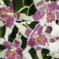 Gentle and Nourishing Yoga by Yoga Nature