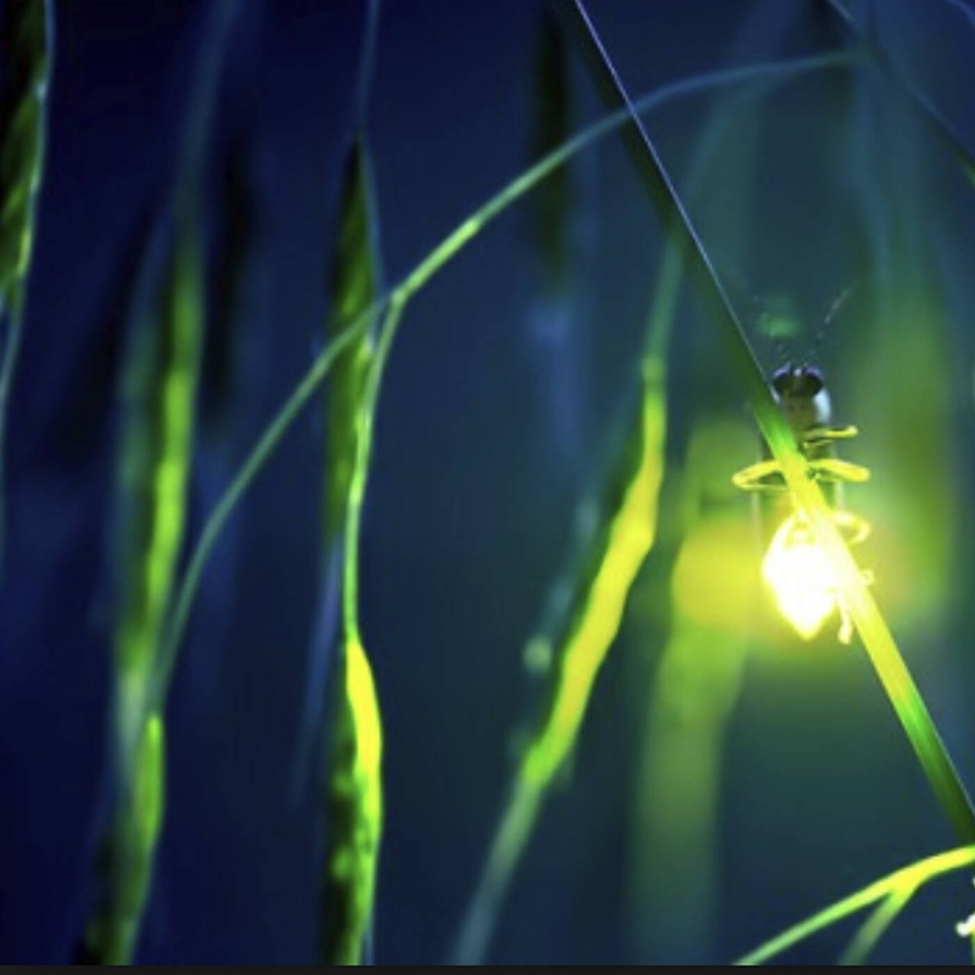 lightningbug episode artwork