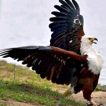 Ikaneng Machabe Machabe