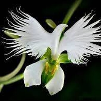 &Alpha;&beta;&alpha; &Beta;&alpha;&gamma;&gamma;&epsilon;&lambda;ά&tau;&omicron;&upsilon;