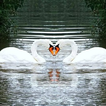 Rikkykumar Rikky Kumar