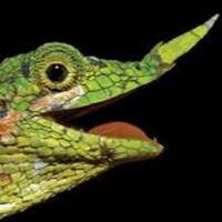 Lizards by Julien Girauld