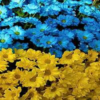 Stand Up For Ukraine Mixtape by Aunt B