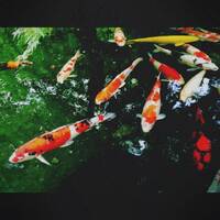 SG chill@Village Kyoto 2011.9.28 by MASA