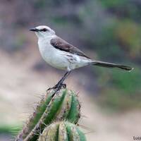 Sabiá-da-Praia by O POVO Online