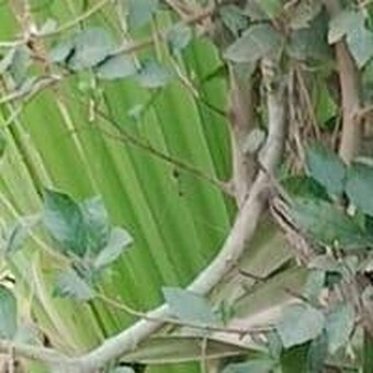 Gohel Sunil