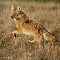 Murmuration - Mark Williams - Coyote & Full Moon by Warriorpoets