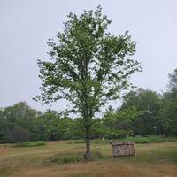 VETEZE - Allottapalooza @ Claytonia August 2021 by veteze