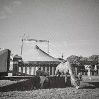 Solidarity by SIRQBASS