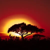 2026/07/30 - Merveilles d'Afrique by RVVS