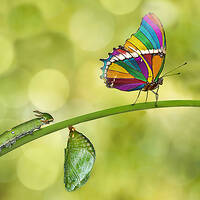 Raupe-Puppe-Schmetterling - Das Geheimnis tiefgreifende Verwandlung, Predigt in der Osternacht, Lj. B - 2021 von Christoph Kreitmeir in Ingolstadt by Christoph Kreitmeir