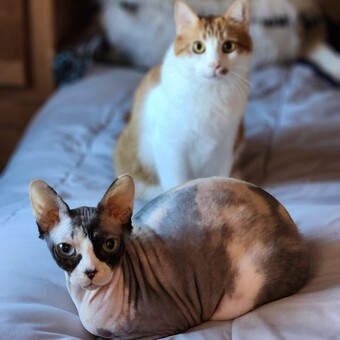 Heather Ren&eacute; Rose-Carter