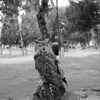 54/88 Ars poética (Fantasmas) by Elko Omar Vazquez Erosa