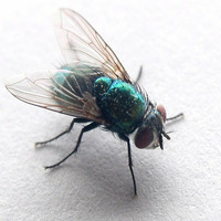 buzzin' fly 2007-'08 - ks tribute by Kevin Sullivan (smashdad)