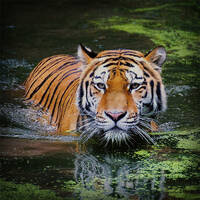 MMC#PHONatix - UNDERGROUND HOUSE SESSION 37 by MMC#PHONatix aka DEEPERHOLG