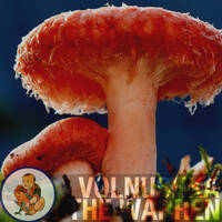 Volnushka @ The Warren by OmBabush