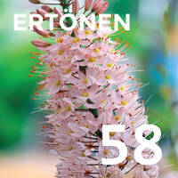 E58 - Eremurus by ERTÖNEN