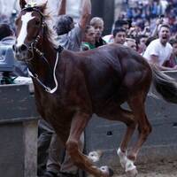 Testuggine Romana by Alessandro Alex Baldi