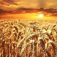 Казахстан рискует потерять афганский рынок муки и зерна из-за задержек в поставках by BUSINESS FM