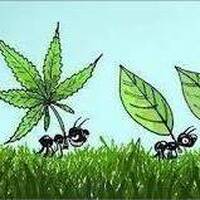 420 Mix part 3 by Aunt B