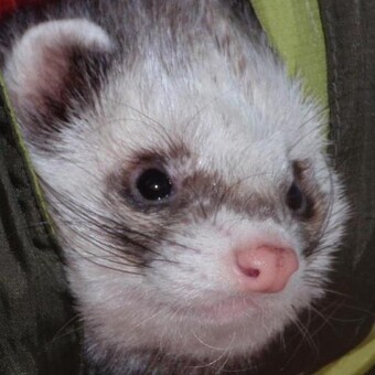 Alena Petrovičov&aacute;