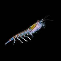 L'océan plancton (Anaïs N., Andreea, Elena, Maellys, Oréane) by TaOuïÇa ? Webradio du collège Adélaïde Hautval