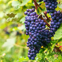 19. ¿Por qué Noé se embriagó después del diluvio? | Respuestas en la biblia by Kehila Camino a Emaus