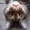 CatinnaBag