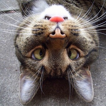 CatinnaBag