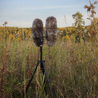 Attack on the Microphone - Owl by Notes on Sound