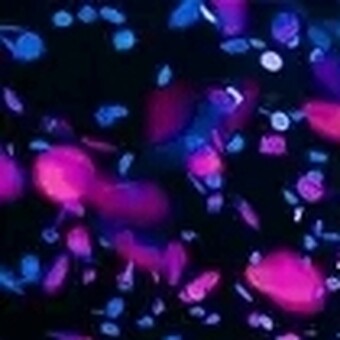 Kamogelo Diphofa Richard