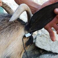 Binaural Goat - Moulay Bouchta