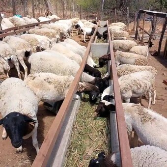 Njiri's Farm