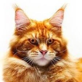 Snezhinka Tdlsclub Lukina