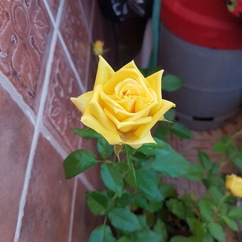 Gegerillo Mismamente